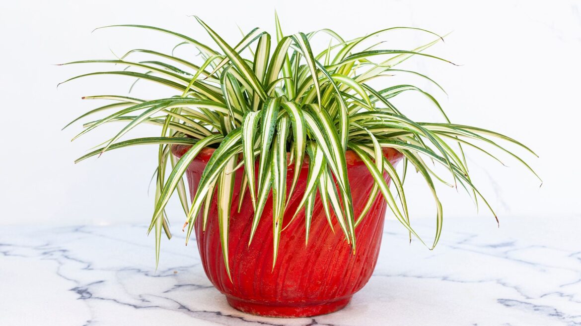 What to do with your spider plant in March: 6 expert tips for healthy growth