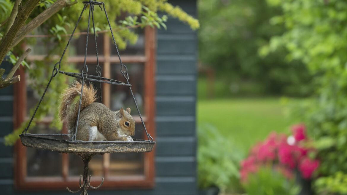 5 ways to stop squirrels from digging up your potted plants
