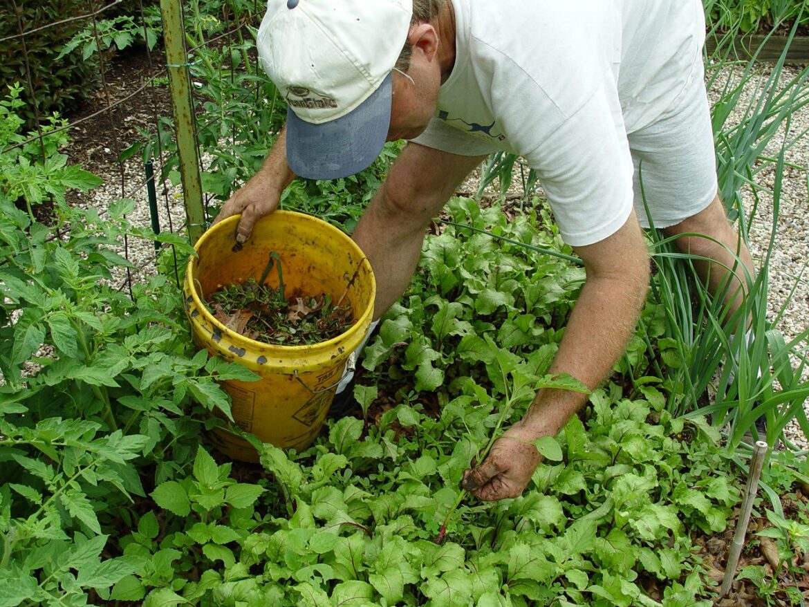 Gardening with George Weigel: Tips to help aging gardeners who want to keep playing in the dirt Mostly Sunny