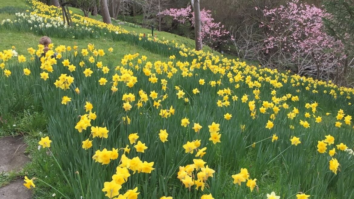 Gardening: Autumn ideal time to plant spring bulbs Gardening: Autumn ideal time to plant spring bulbs
