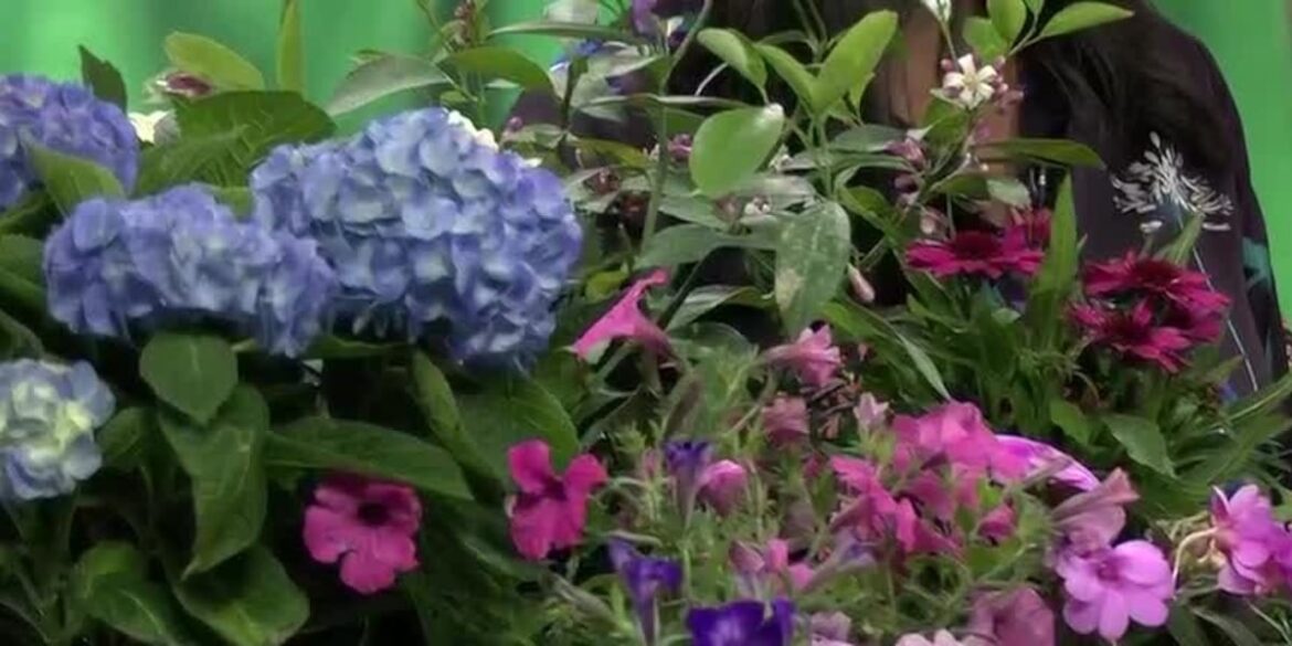 Spring has sprung at Clay 30A, gardening and popular blooms Spring has sprung at Clay 30A, gardening and popular blooms