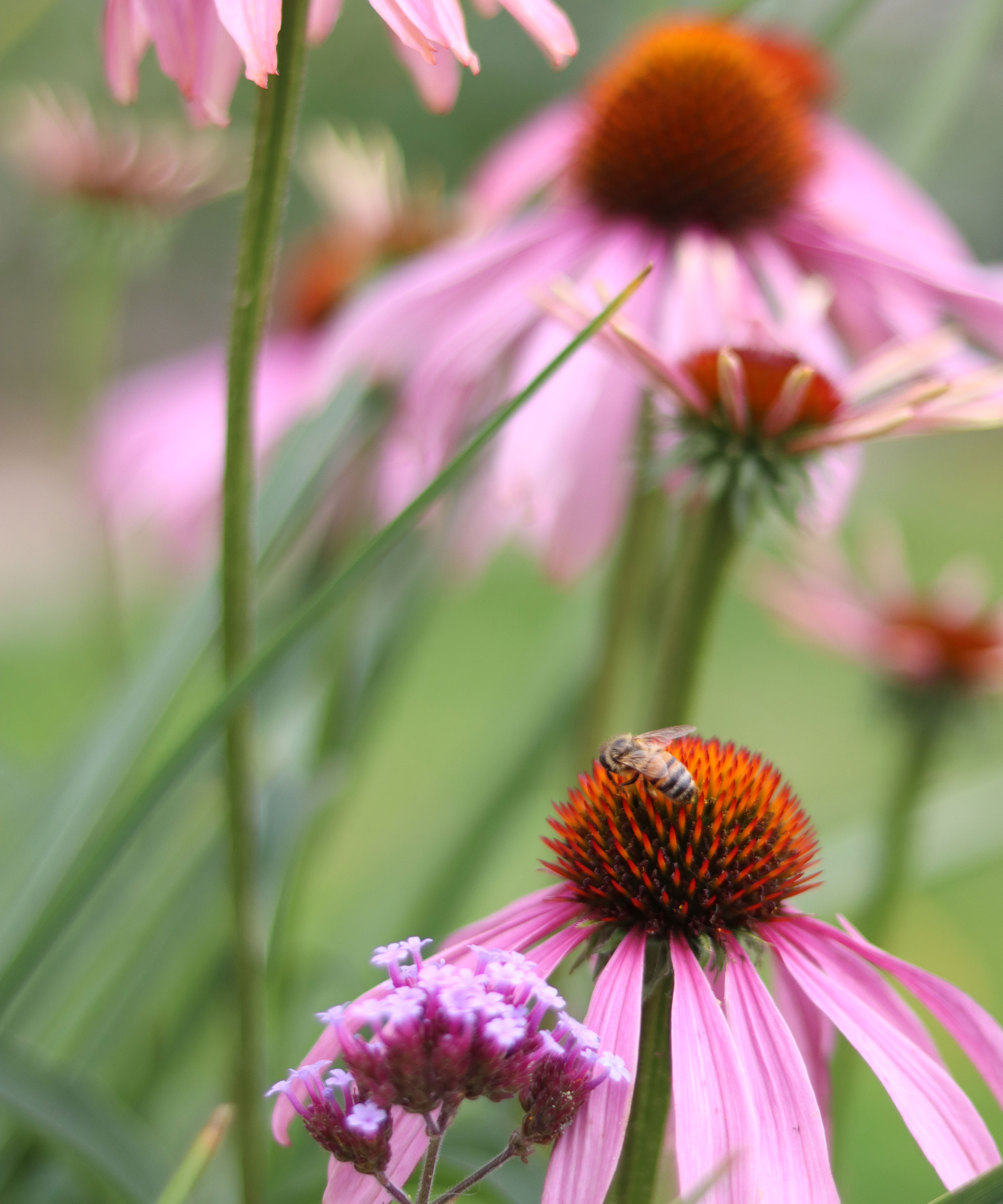 coneflower or echinacea