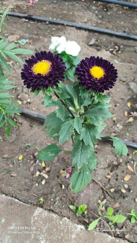 Beauty of nature