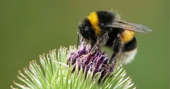 A bumblebee perching on a thistle A bumblebee perching on a thistle
