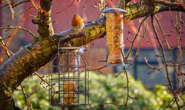 Robin on birdfeeder