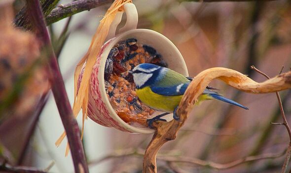 Picture of a bird eating out of a mug Picture of a bird eating out of a mug