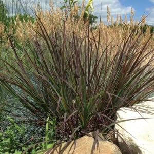 Black Hawks’ Big Bluestem