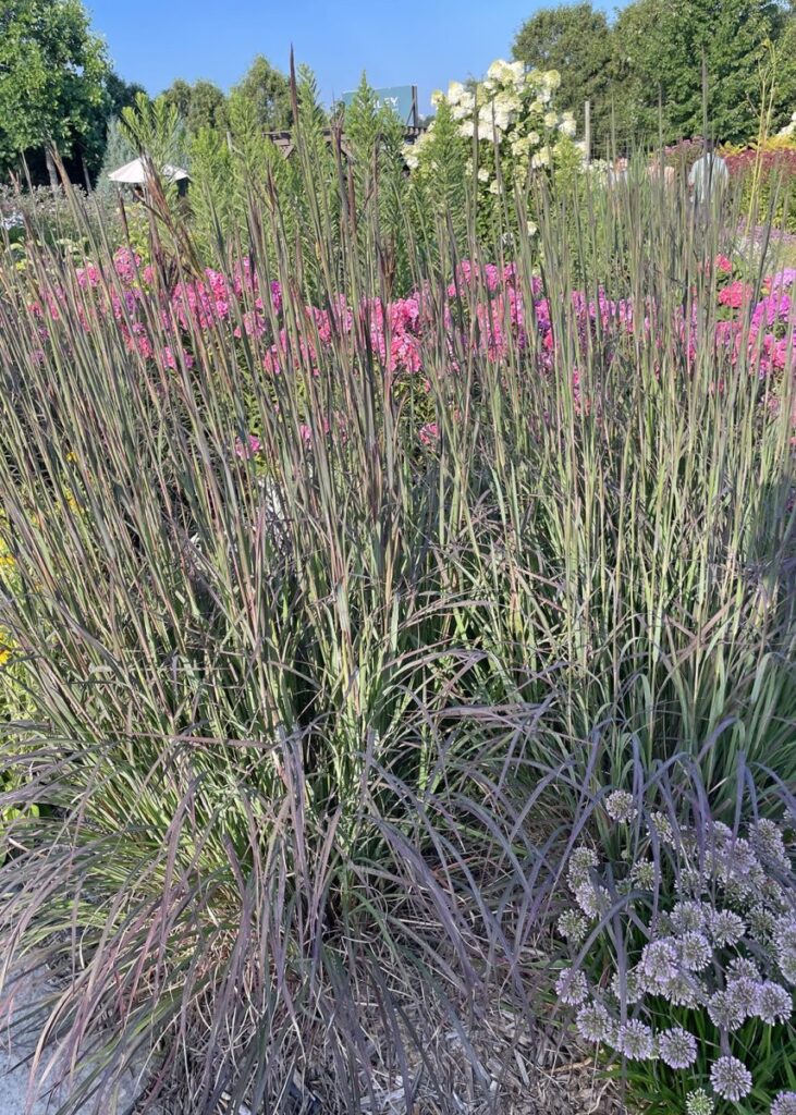 As spring returns to the garden, it’s perennials, forever