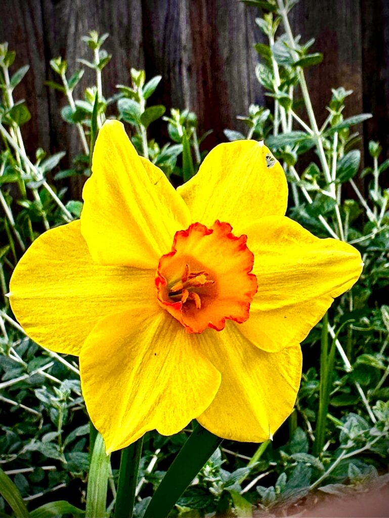 Bloom mode: activated 🌸