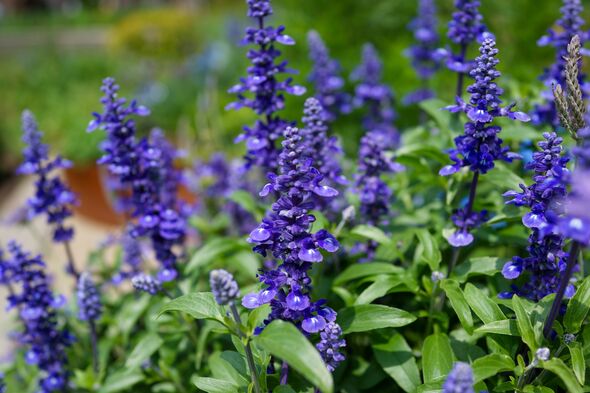 Blue Salvia farinacea (blue rat tail)