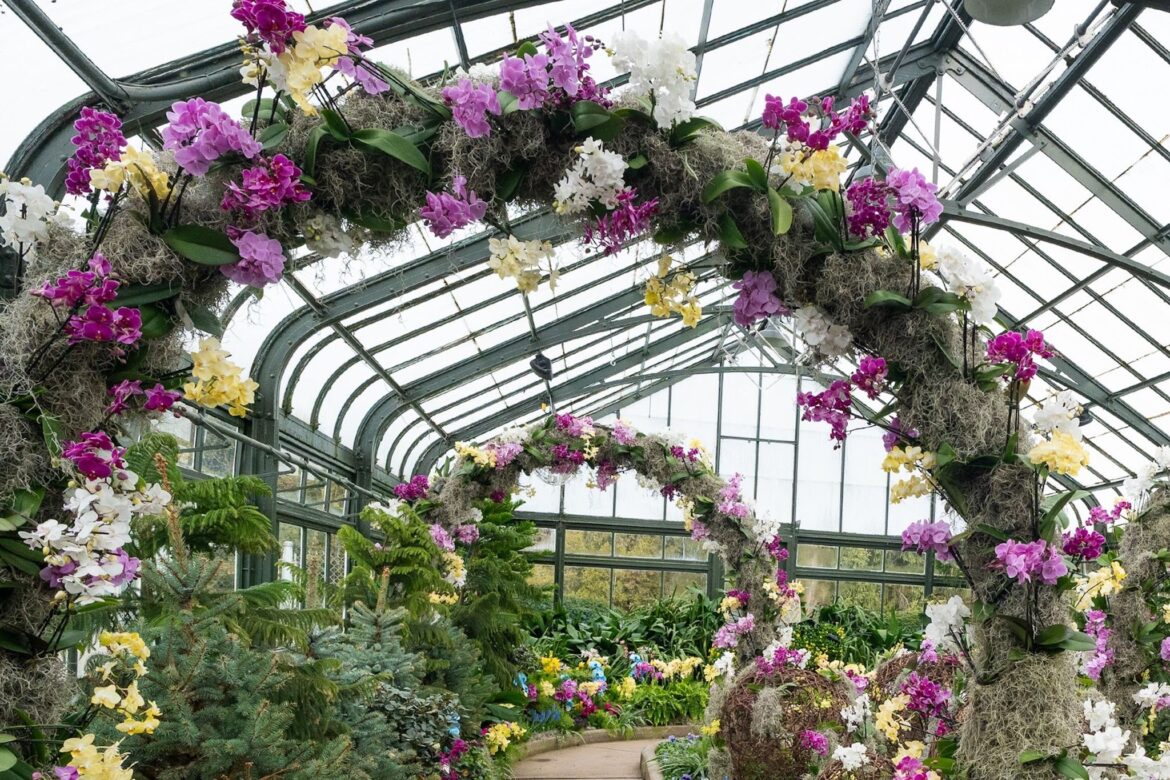 Over 17,000 orchids are on display at Niagara’s Botanical Gardens Over 17,000 orchids are on display at Niagara's Botanical Gardens
