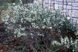 Boulder Weeping’ Sand Cherry