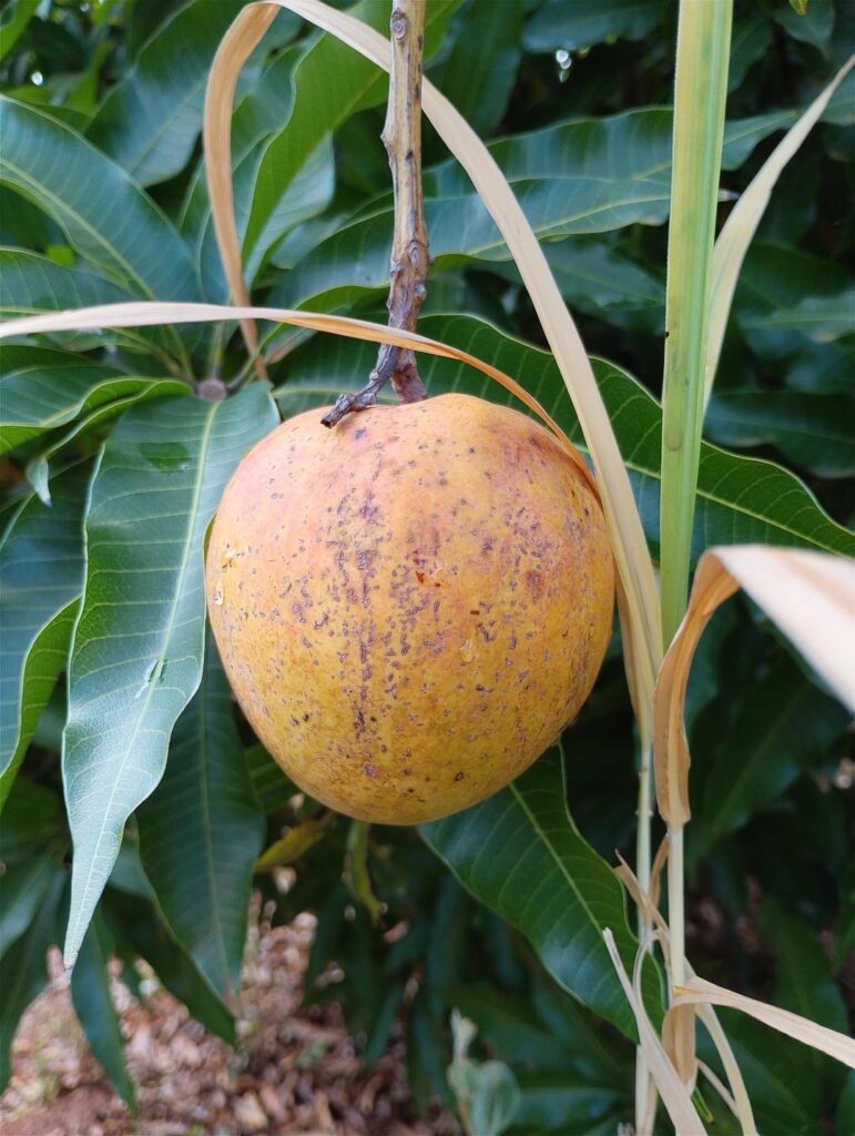 Brethren,the mangoes are upon us!