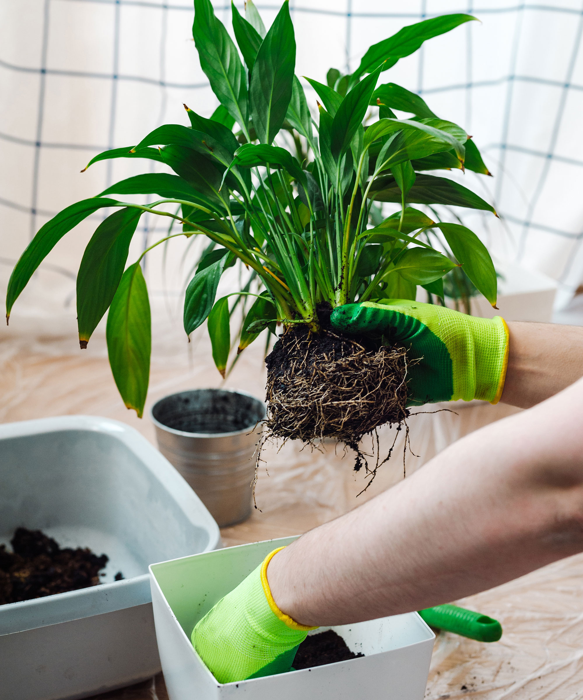 removing a peace lily from its pot