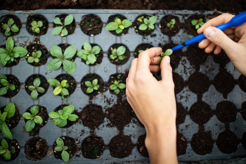 Planting seedlings in a plastic tray. Photograph: Getty Images 