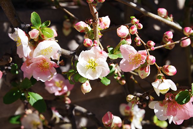 Close up of light pink and white flowers with bids ready to burst.