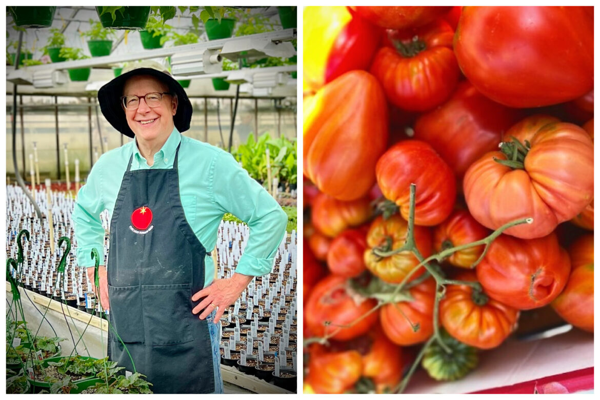 Chicago’s ‘Tomato Man’ Selling Thousands Of Plants This Year — Including 30 New Varieties Chicago’s 'Tomato Man' Selling Thousands Of Plants This Year — Including 30 New Varieties
