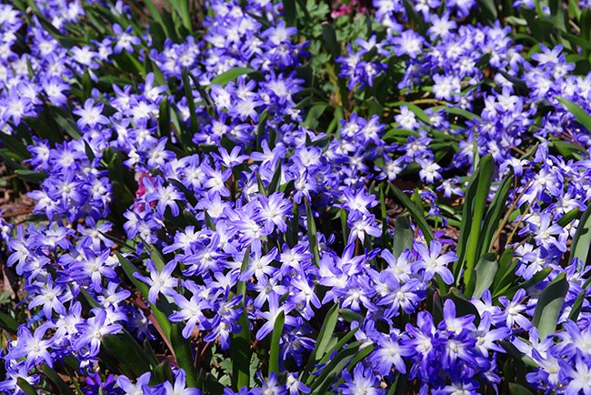 Bright purple flowers with narrow petals, with white centers and lush, green cylindrical leaves.