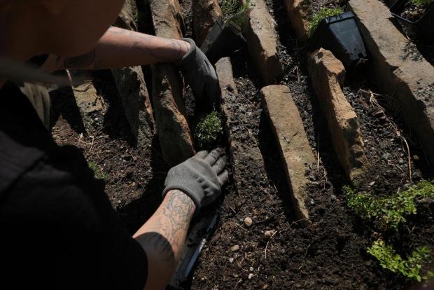 A person plants a native seedling in a crevice garden Thursday, Aug. 28, 2025, in Littleton, Colo. (AP Photo/Brittany Peterson)