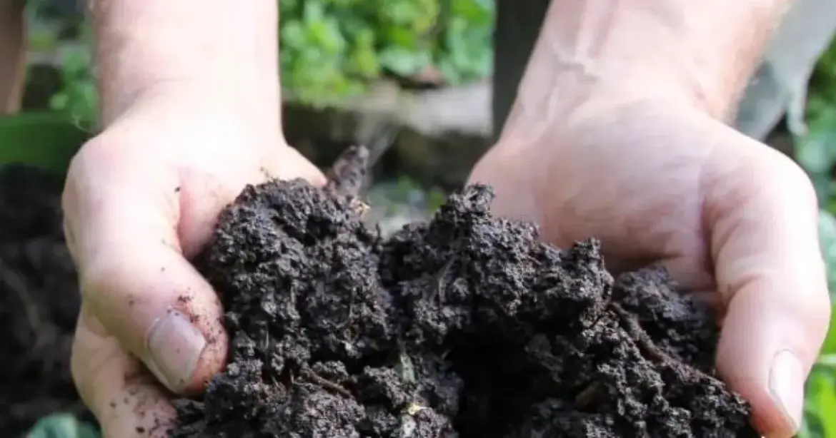 The Magic of Compost | Napa Master Gardener Column