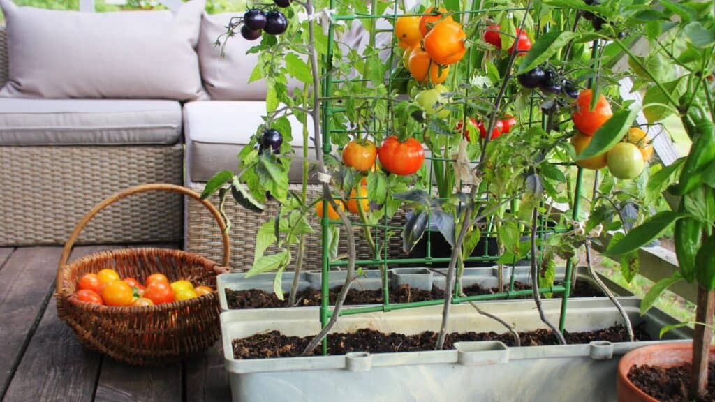 Tomato plants with ripe and unripe tomatoes grow in containers on a wooden deck, creating inviting snack gardens; a basket of harvested tomatoes sits nearby.