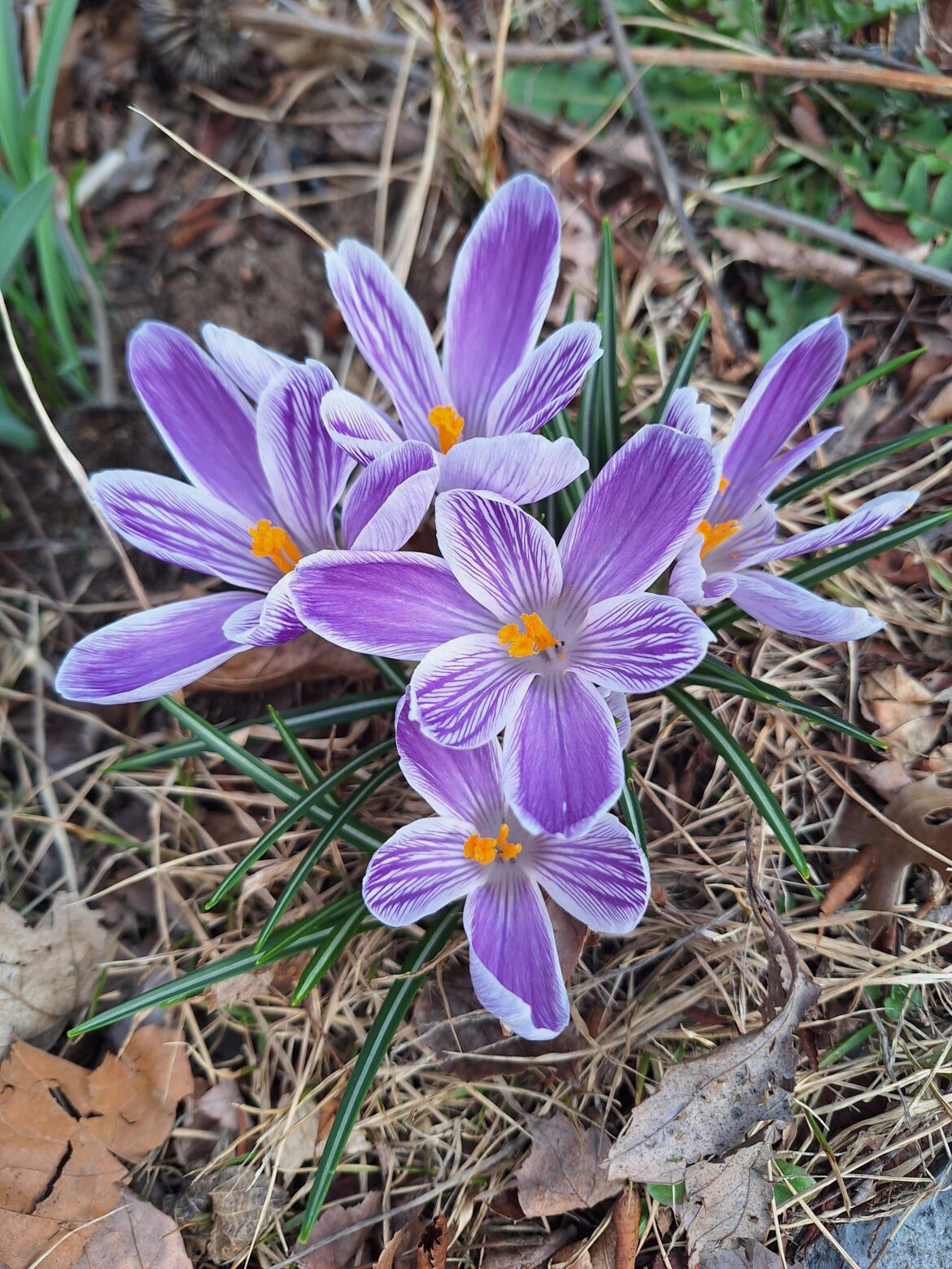 Crocus 💜