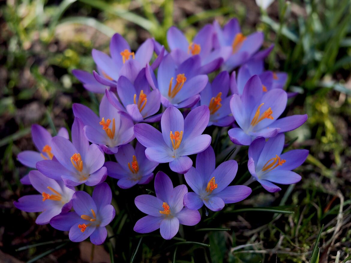 Crocus [OC]