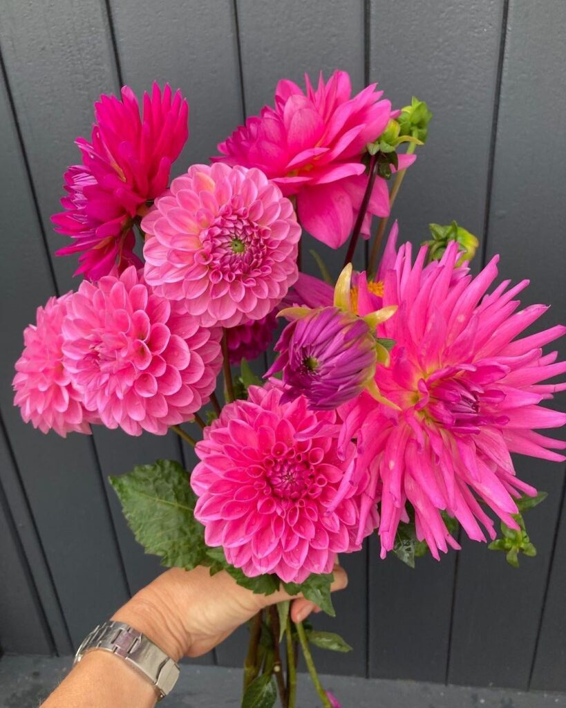 Colorful Dahlia Bouquet Flowers farm garden plants