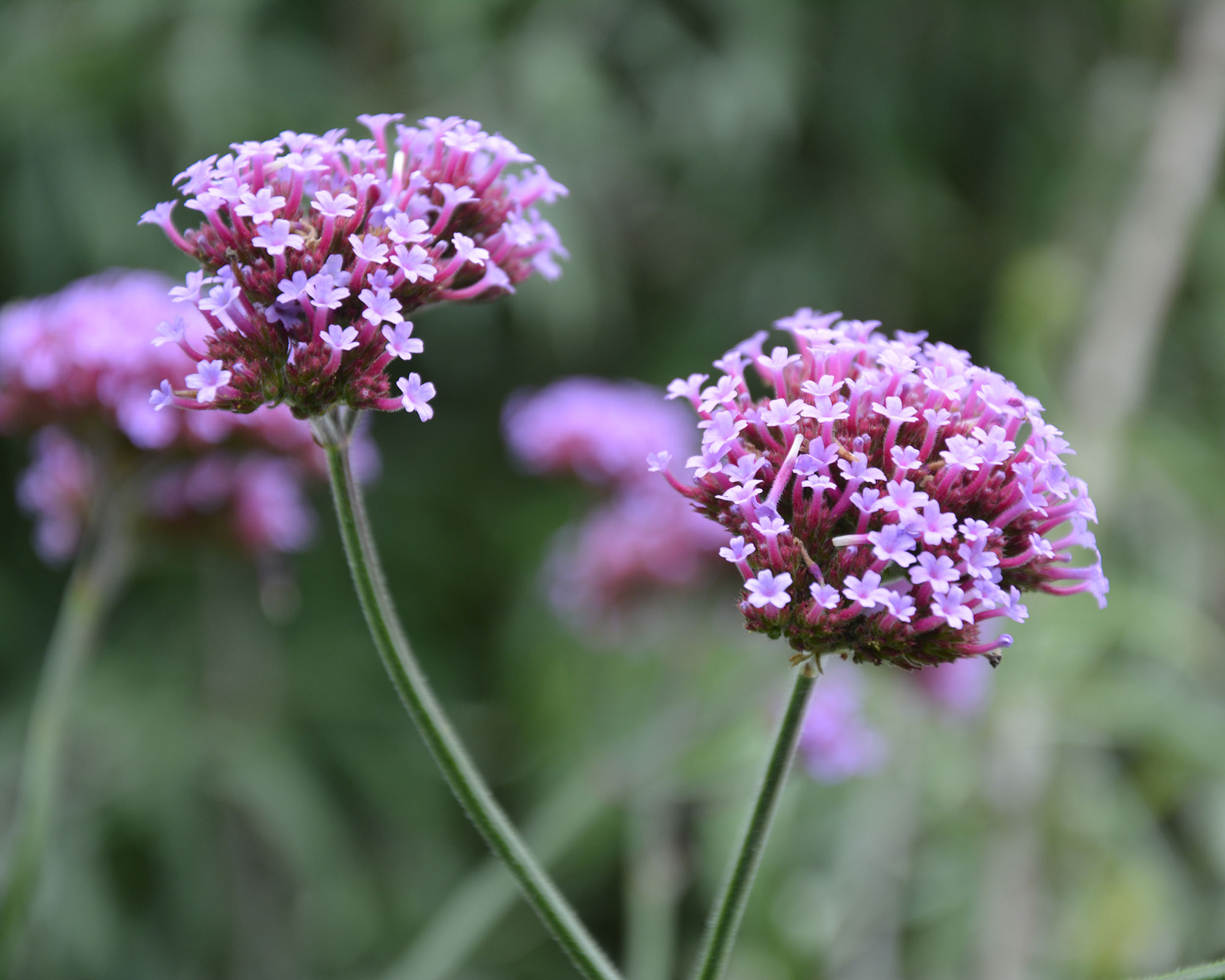 drought tolerant planting verbena