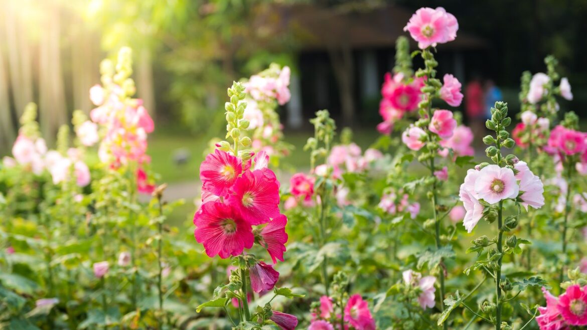 5 Heirloom Flower Seeds to Sow for a William Morris-Inspired Yard pink hollyhocks in flower