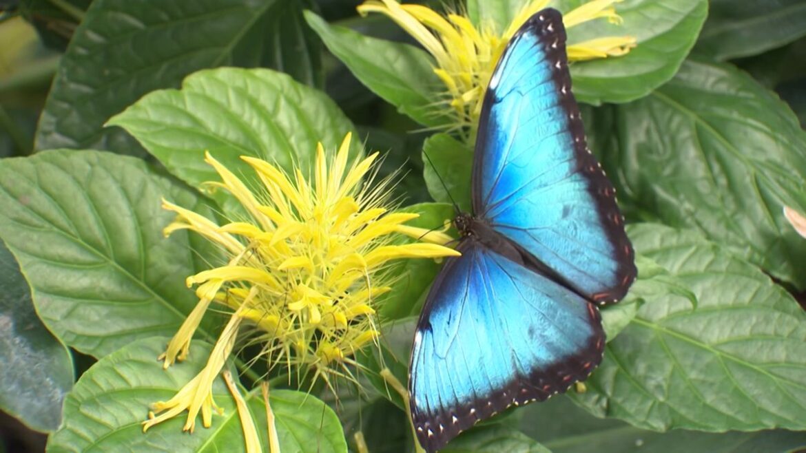 Butterflies in the Garden opens at Fort Worth Botanic Garden – NBC 5 Dallas-Fort Worth