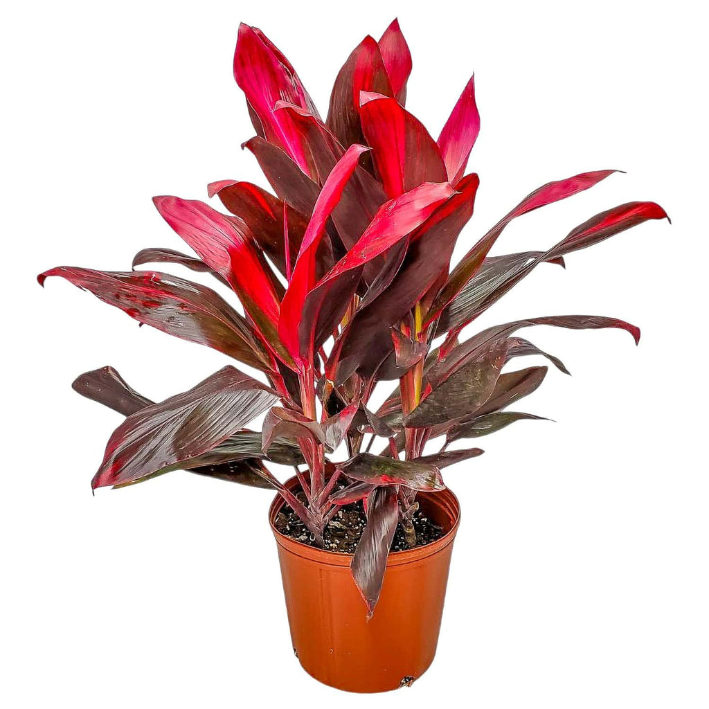 Hawaiian Ti Plant