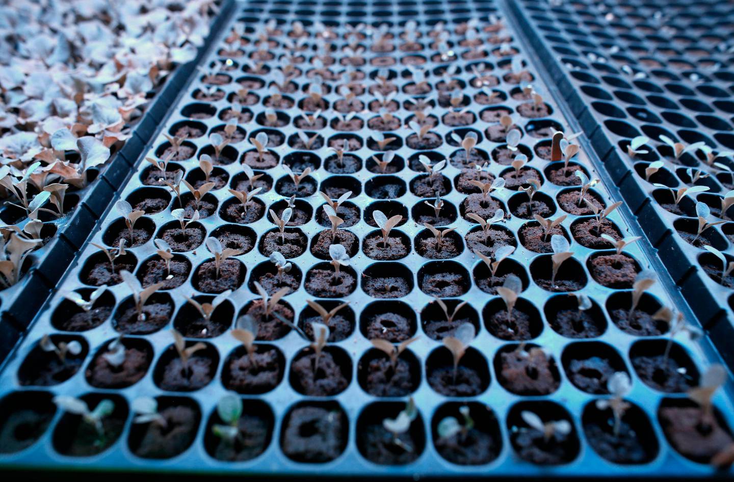 Lettuce seedlings rest in a container under a blue light.