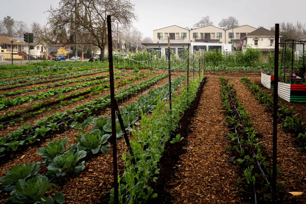 Urban farm