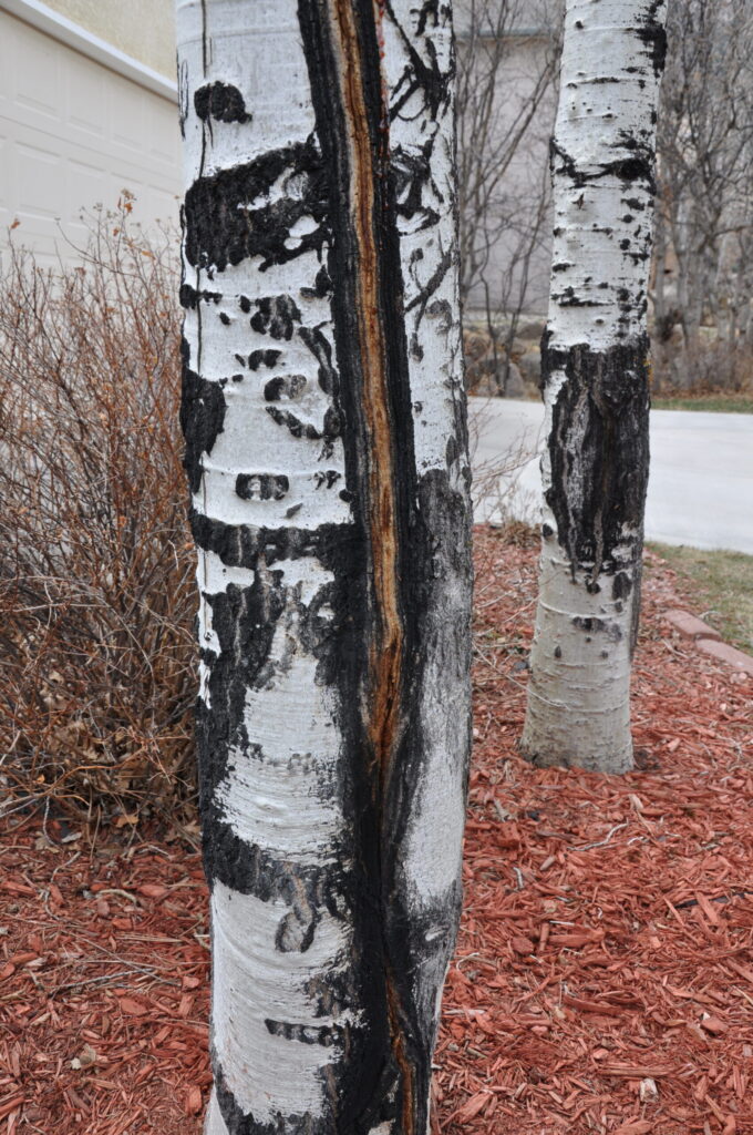 Year-round gardening: Trees to avoid planting in Colorado Year-round gardening: Trees to avoid planting in Colorado