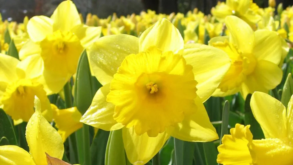 There are many yellow daffodils of various sizes growing in a garden.