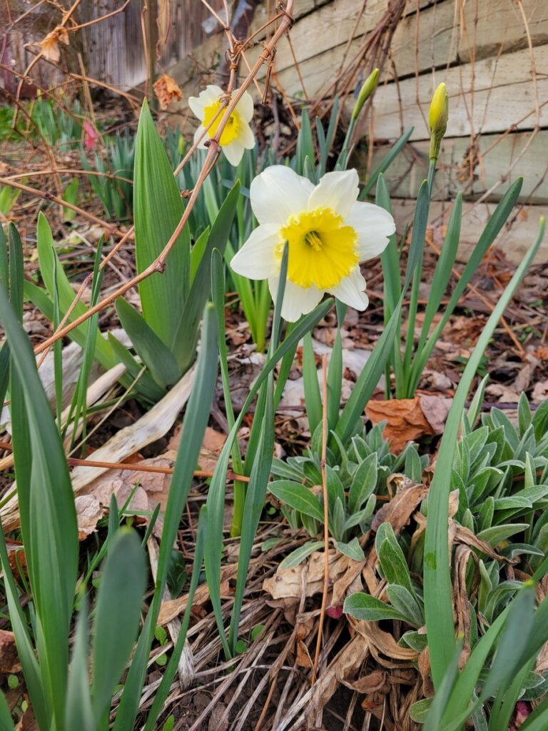 Saturday Morning Garden Blogging Vol. 22.11 Saturday Morning Garden Blogging Vol. 22.11