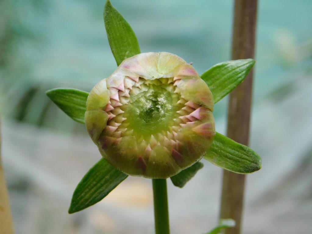 Dahlia 🪷 From bud to full bloom