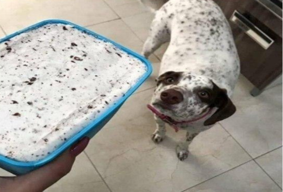 Dalmatian dog dies after tragic garden wood shredder accident.