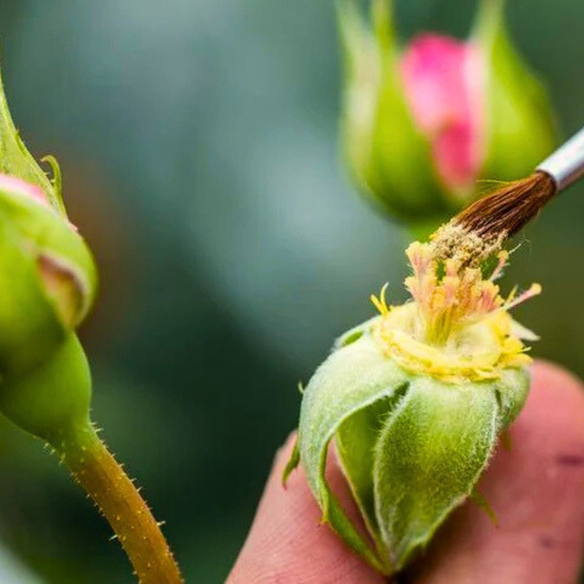 Pollinating David Austin Roses by Hand 