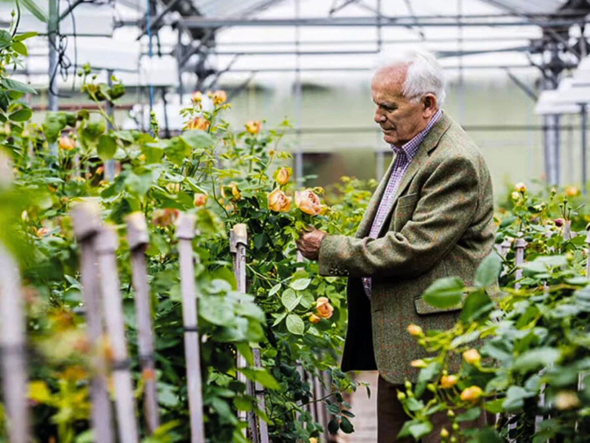 David Austin Between the Roses