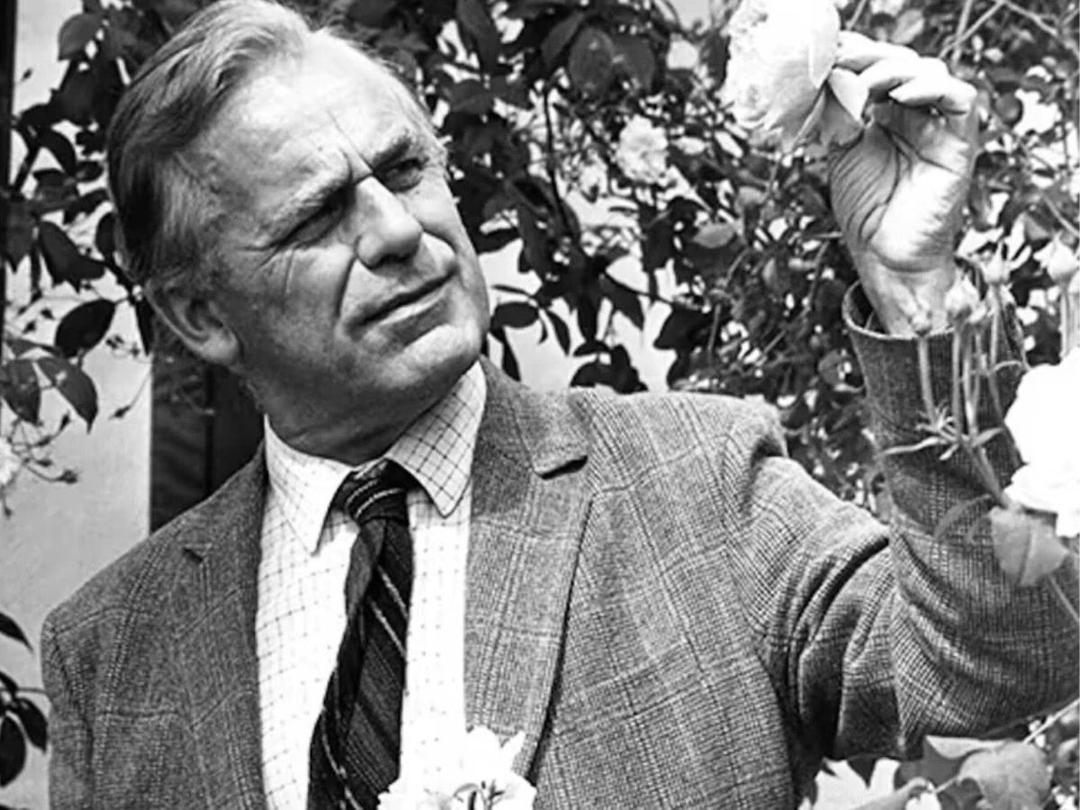 David C. H. Austin Checking the Roses