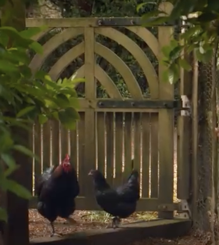 Chickens