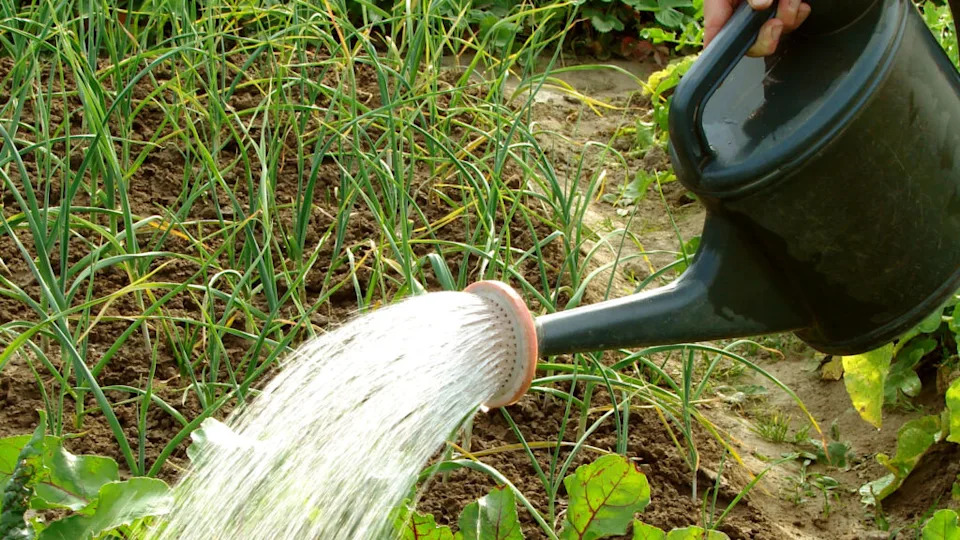 watering can bucket