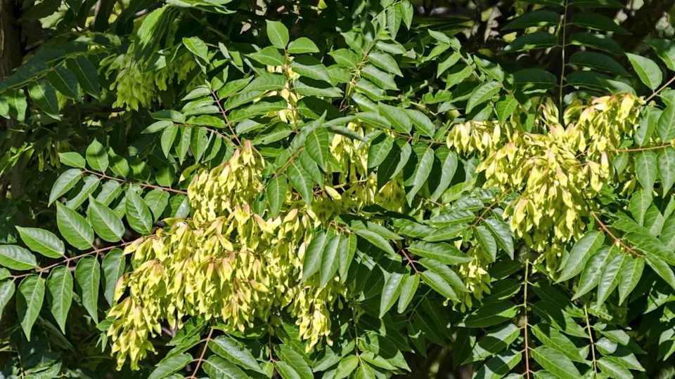 Leaves and seed at tree of heaven or Ailanthus altissima.
