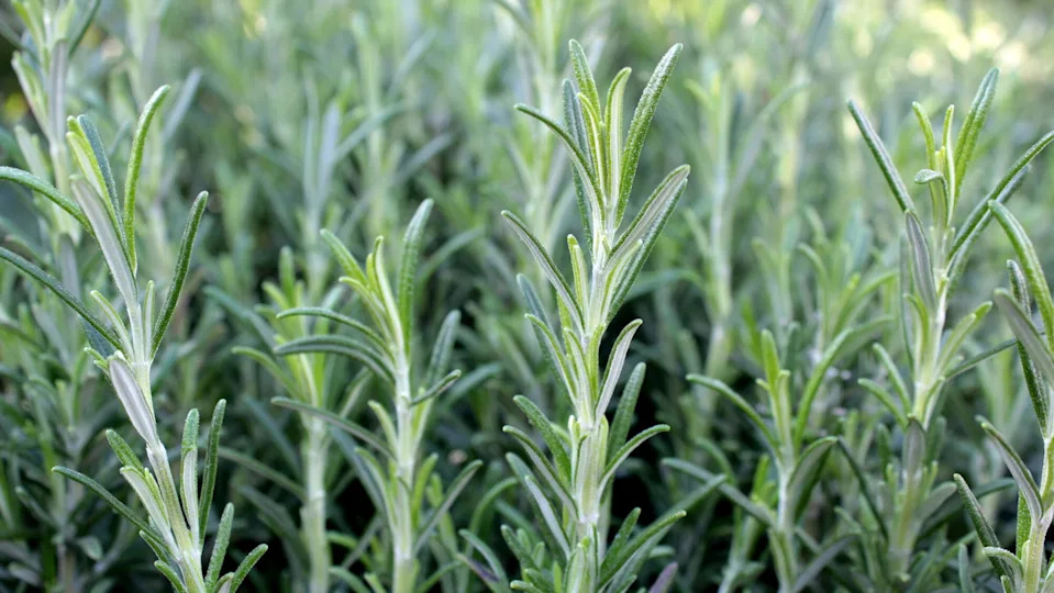 Rosemary