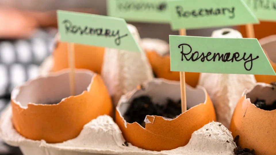 Plantings seeds in eggshells and labeling them with small plant tags.