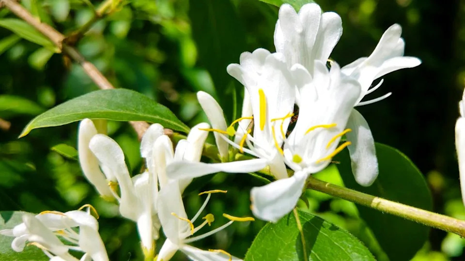 Japanese honeysuckle flowers Lonicera japonica, nature, spring