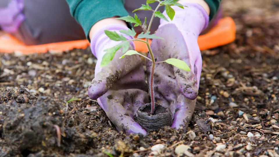 gardening