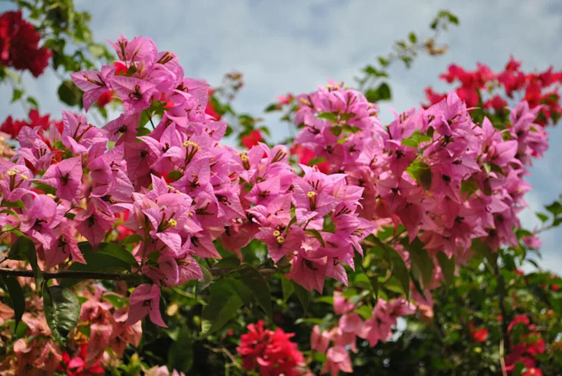 Bougainvillea
